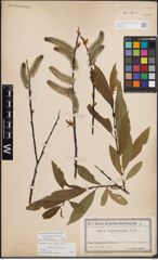 Foto von Salix daphnoides Vill.
